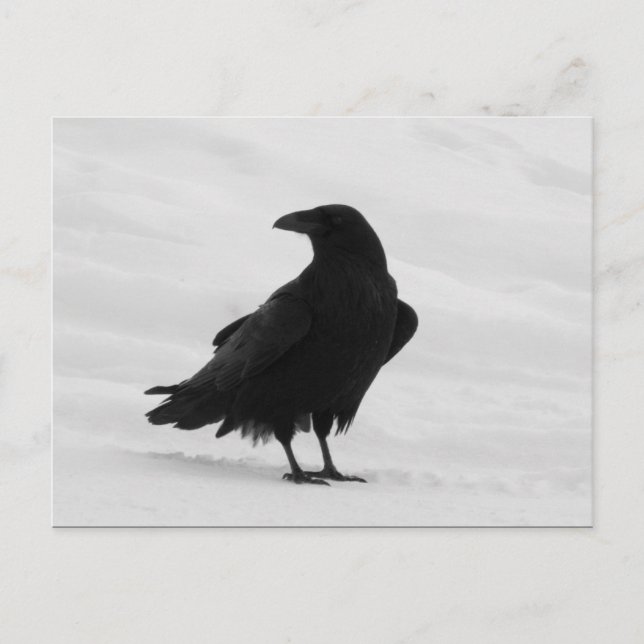 Postal Proud Raven (Anverso)