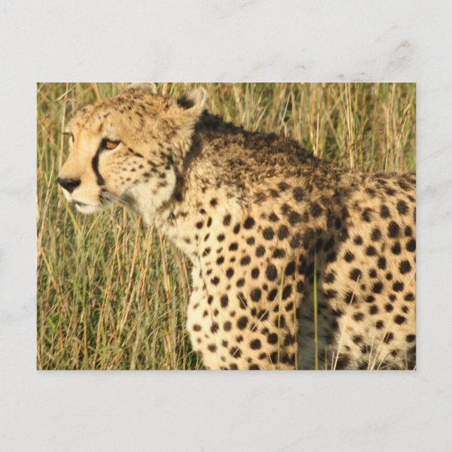 Postal Prowling Cheetah Postcard (Anverso)