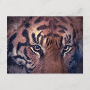 Postal Prowling Tiger