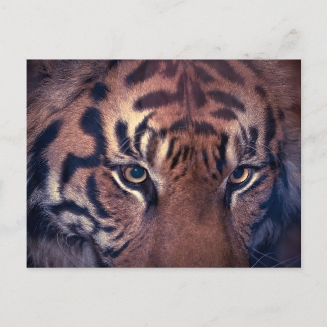 Postal Prowling Tiger (Anverso)