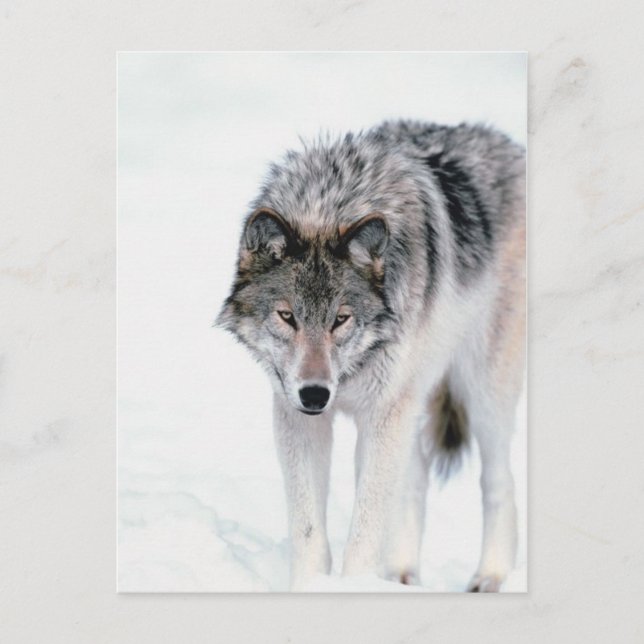 Postal Prowling Wolf (Anverso)