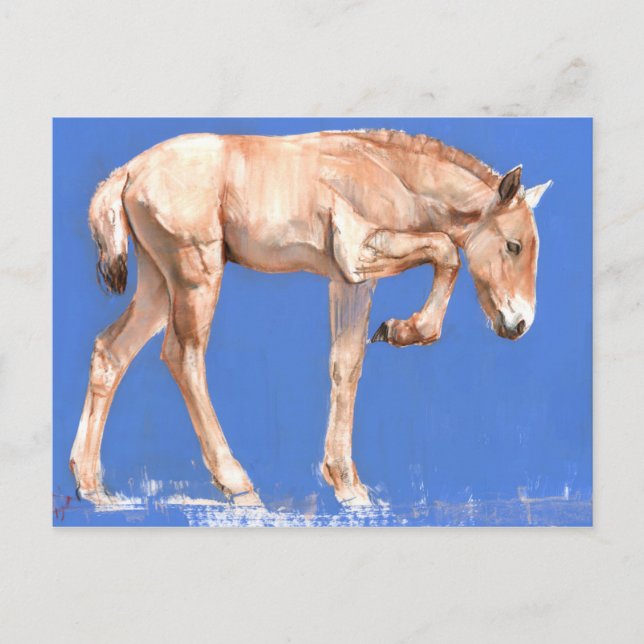 Postal Przewalski Foal 2012 (Anverso)
