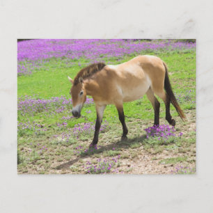 Postal Przewalski Horse