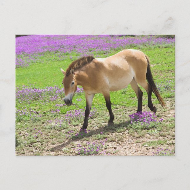 Postal Przewalski Horse (Anverso)