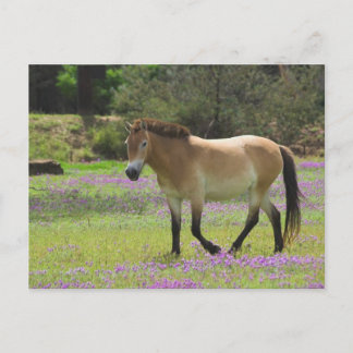 Postal Przewalskii Horse