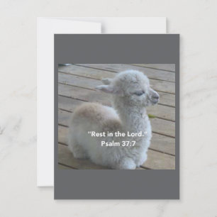 Postal Psalm Llama Postcard