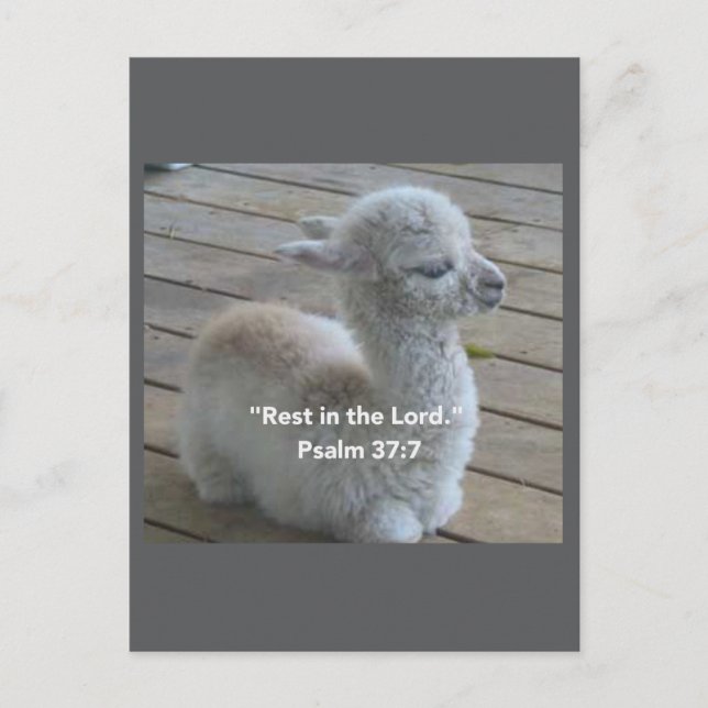 Postal Psalm Llama Postcard (Anverso)