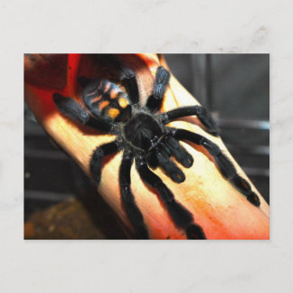 Postal Psalmopoeus irminia