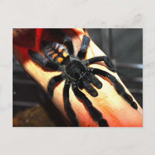 Postal Psalmopoeus irminia (Anverso)