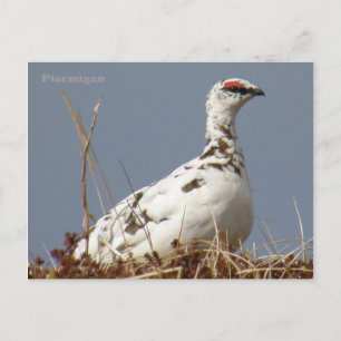 Postal Ptarmigan en primavera, isla Unalaska