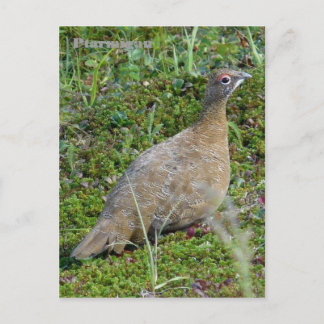 Postal Ptarmigan en verano, isla Unalaska