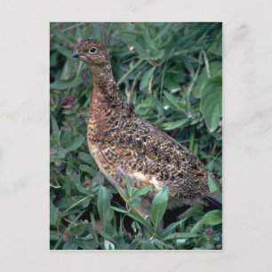 Postal Ptarmigan silvestre, gallina en verano