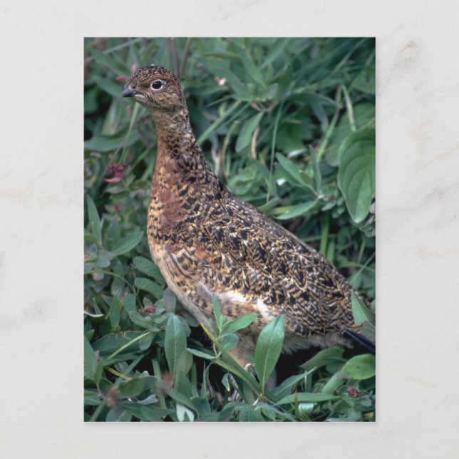 Postal Ptarmigan silvestre, gallina en verano (Anverso)