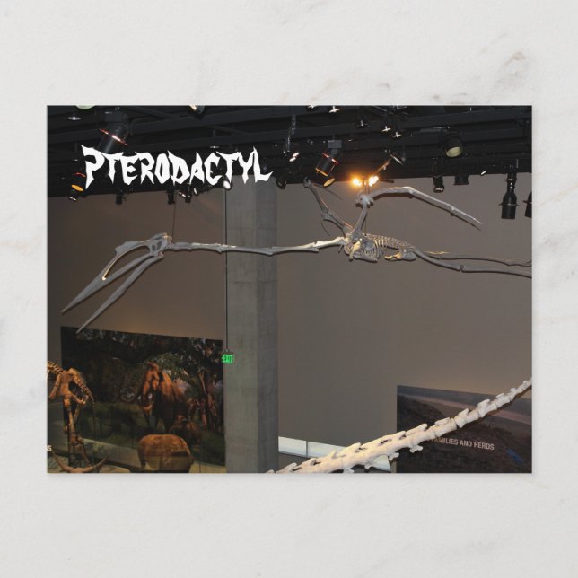 Postal Pterodáctilo (Anverso)