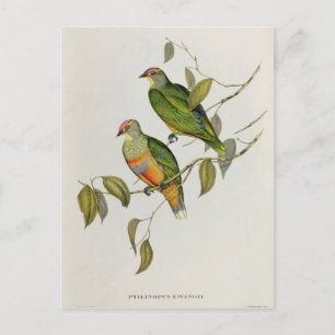 Postal Ptilinopus Ewingii
