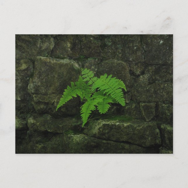 Postal Puedes sobrevivir... (Anverso)