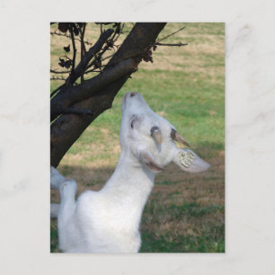 Postal ¿Puedo Escalar Este Árbol?