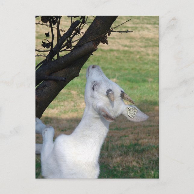 Postal ¿Puedo Escalar Este Árbol? (Anverso)