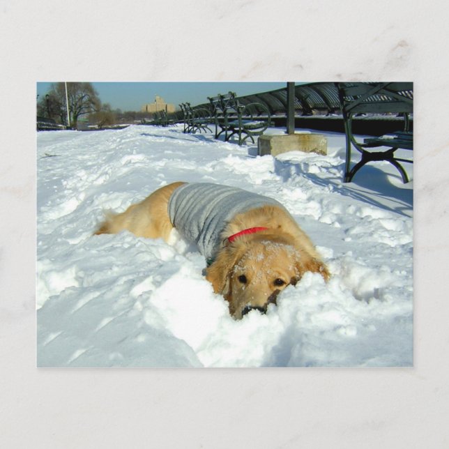 POSTAL ¿PUEDO QUEDARME AQUÍ? (Anverso)