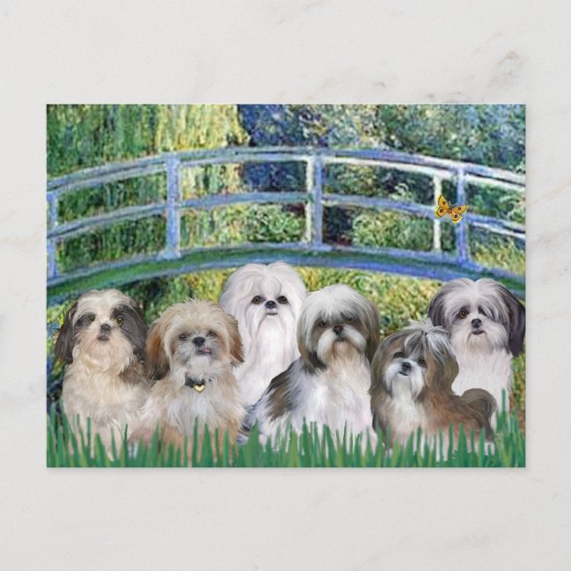 Postal Puente - 6 Shih tzus (Anverso)