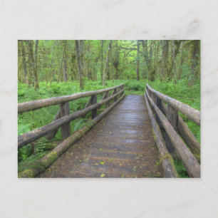 Postal puente de madera Maple Glade trail, helechos y
