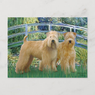 Postal Puente - Dos Terriers Wheaten