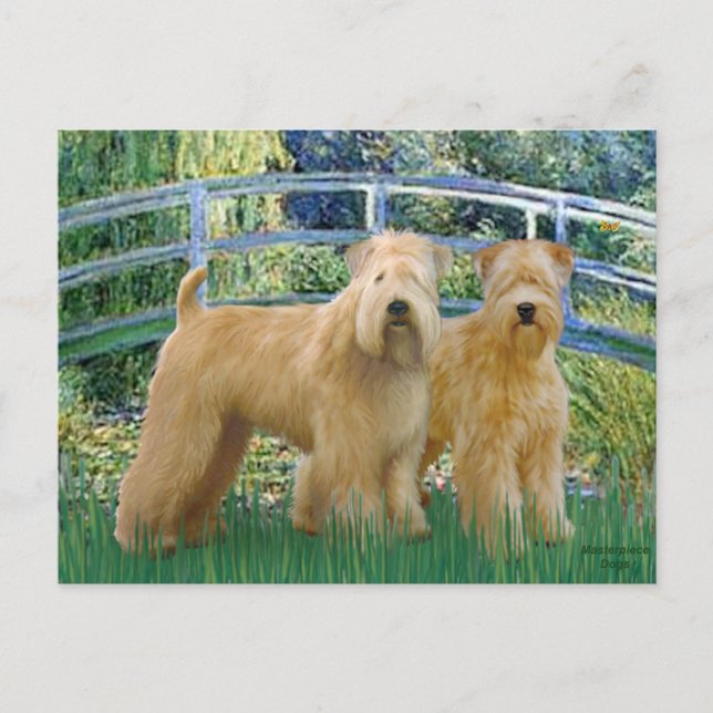 Postal Puente - Dos Terriers Wheaten (Anverso)