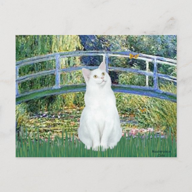 Postal Puente - gato blanco de pelo corto (Anverso)