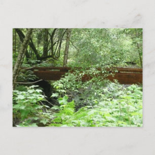 Postal Puente Muir Woods I