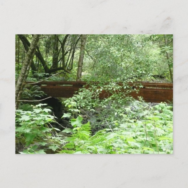 Postal Puente Muir Woods I (Anverso)