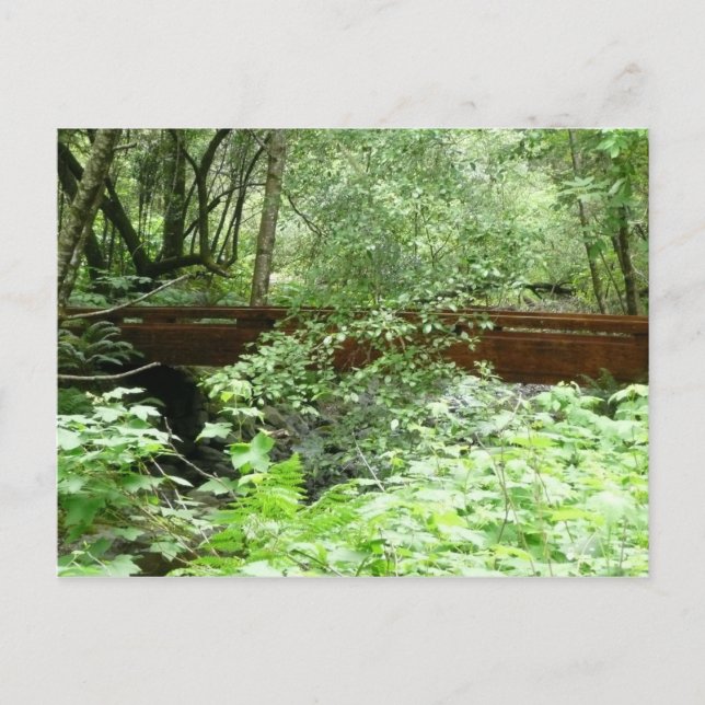 Postal Puente Muir Woods I (Anverso)