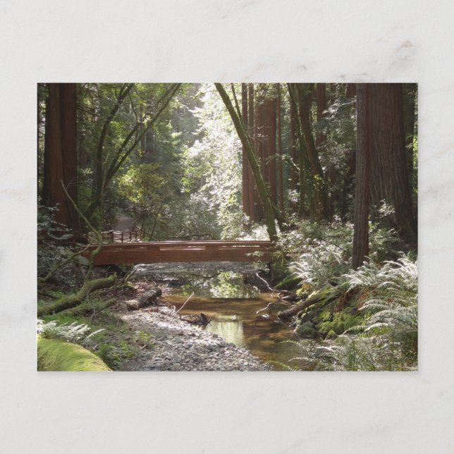 Postal Puente Muir Woods II (Anverso)