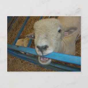 Postal Puerta de mascar ovejas