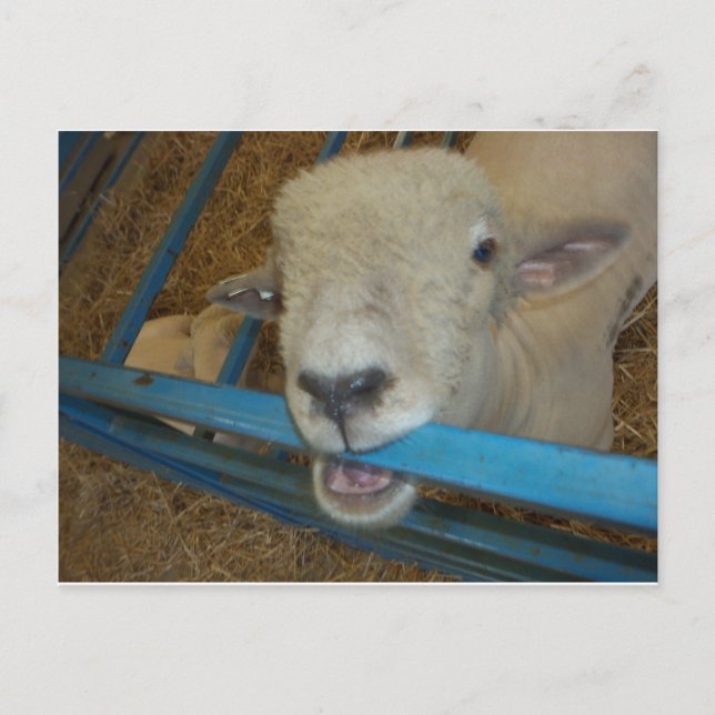 Postal Puerta de mascar ovejas (Anverso)