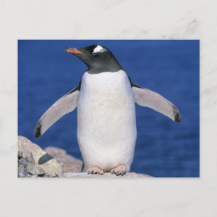 Postal Puerto del pingüino de Gentoo Pygoscelis papua)