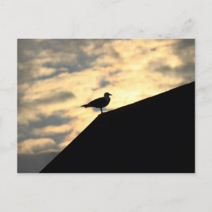 Postal Puesta de sol de gaviota