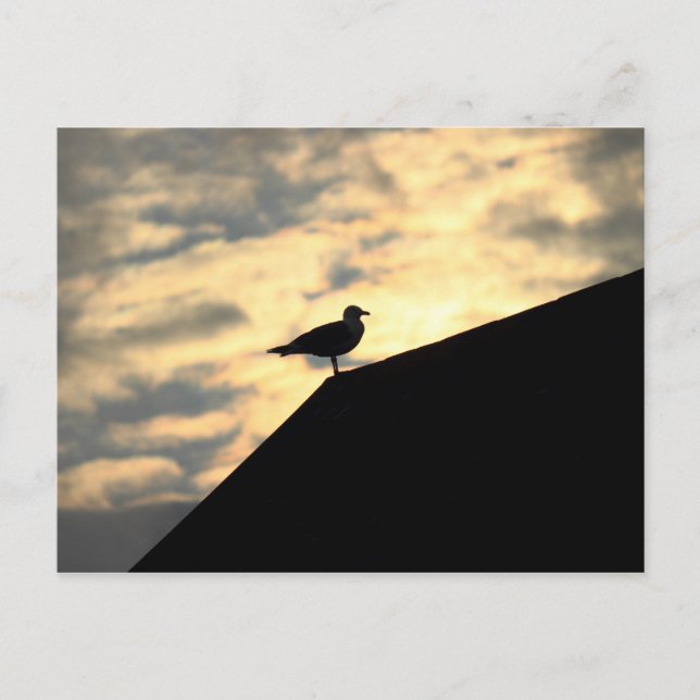 Postal Puesta de sol de gaviota (Anverso)