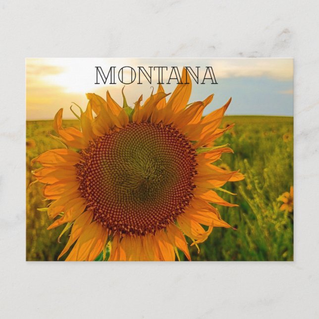 Postal Puesta de sol de girasol (Anverso)
