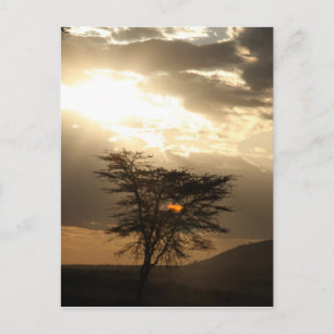 Postal puesta de sol en el árbol