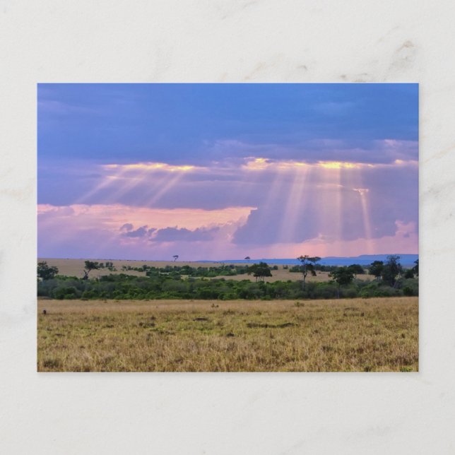 Postal Puesta de sol en el Masai Mara. (Anverso)