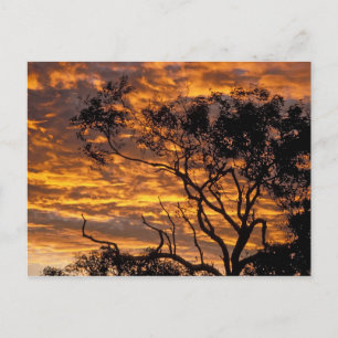 Postal Puesta de sol, Parque Nacional Uluru-Kata Tjuta,