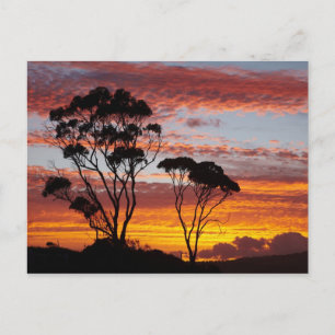 Postal Puesta de sol y árbol de goma, Binalong Bay, Bahía