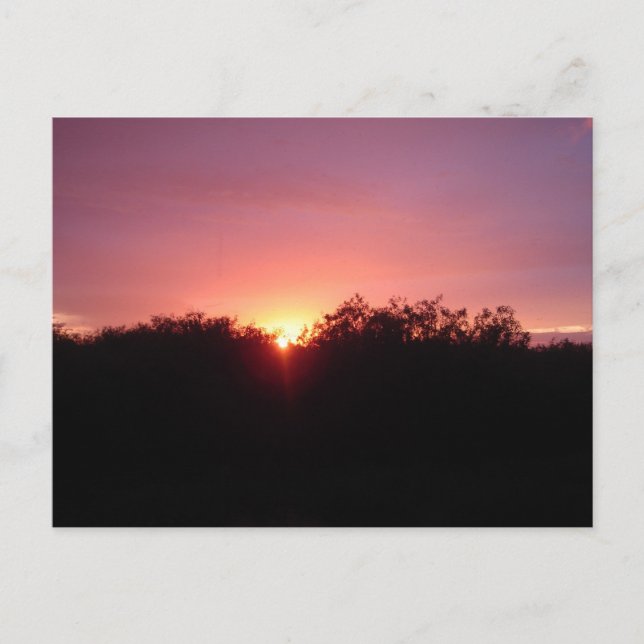 Postal Puesta del sol de los marismas sobre los árboles (Anverso)