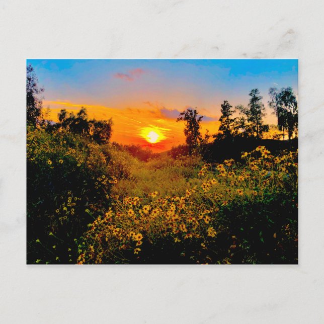 Postal Puesta del sol flores salvajes amarillas de (Anverso)