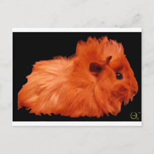 Postal Puff en polvo