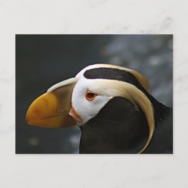 Postal Puffin (Anverso)