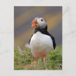 Postal Puffin