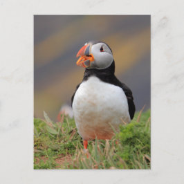 Postal Puffin