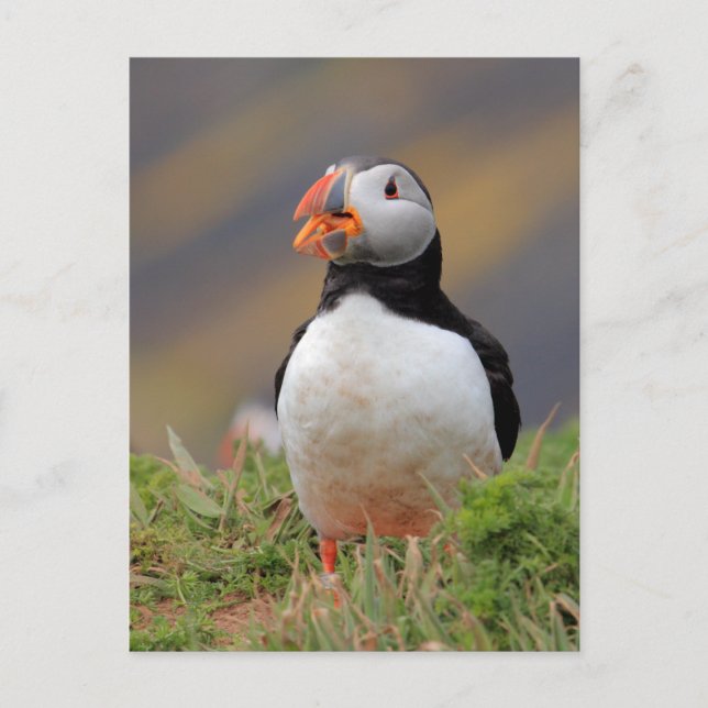 Postal Puffin (Anverso)
