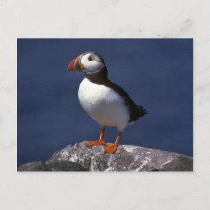 Postal Puffin
